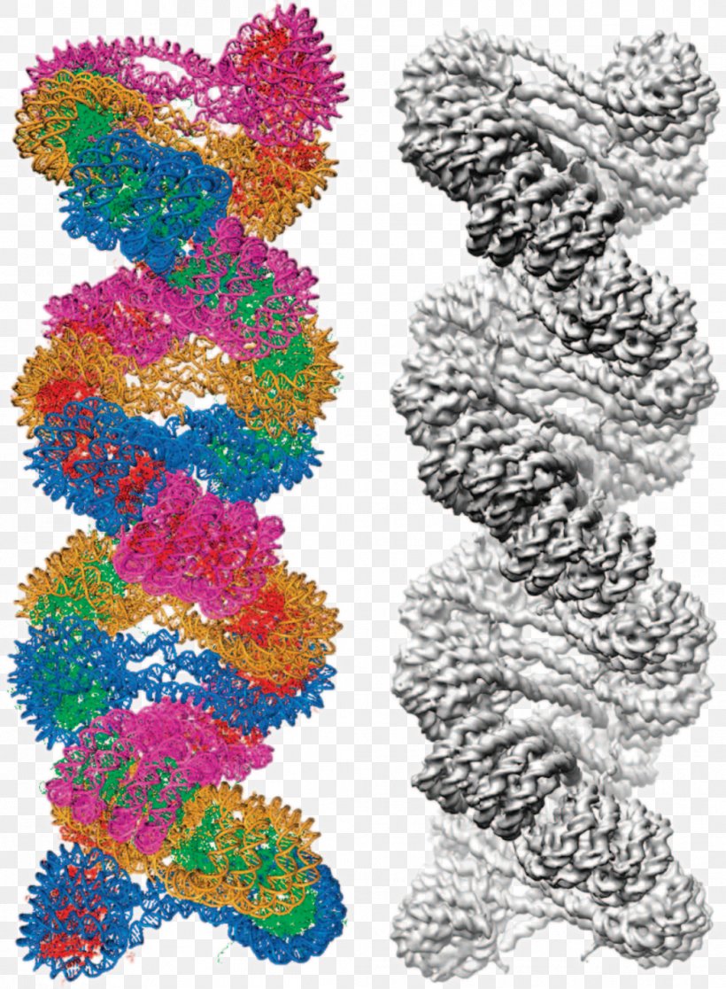 Chromatin Nucleic Acid Double Helix Cryogenic Electron Microscopy Electron Microscope Chromosome, PNG, 1044x1421px, Chromatin, Art, Biochemistry, Biophysics, Chromosome Download Free