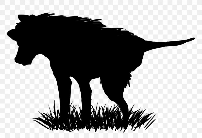 Dog Mustang Snout Mammal Mane, PNG, 1563x1068px, Dog, Black, Black And White, Canidae, Carnivoran Download Free