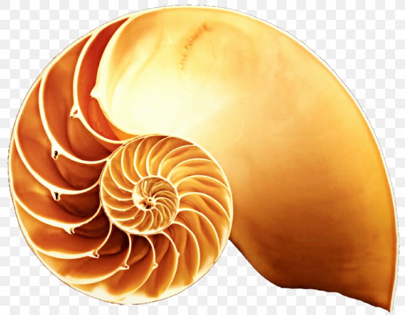 Gastropod Shell Snail Seashell Stock Photography Clip Art, PNG, 1024x799px, Gastropod Shell, Ammonites, Chambered Nautilus, Conchology, Fibonacci Number Download Free