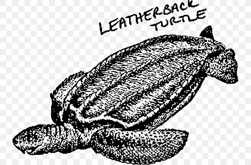 Loggerhead Sea Turtle Leatherback Sea Turtle Tortoise Clip Art, PNG, 739x540px, Loggerhead Sea Turtle, Animal, Black And White, Emydidae, Fauna Download Free