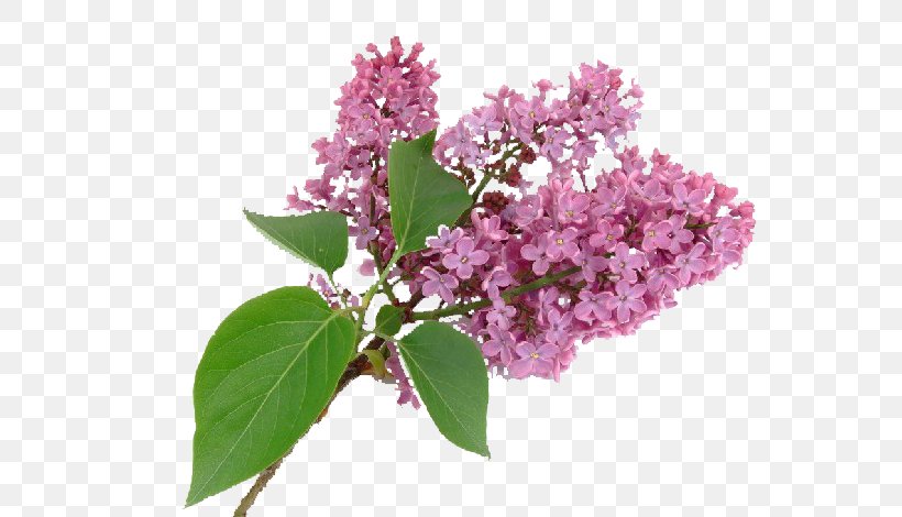Purple Syzygium Aromaticum Flower Lilac, PNG, 621x470px, Purple, Blossom, Blue, Bonsai, Branch Download Free