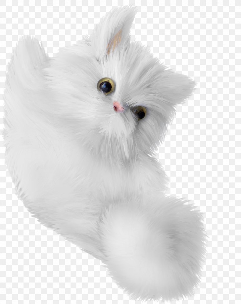 Turkish Angora Kitten Whiskers Domestic Long-haired Cat White, PNG, 1762x2221px, Turkish Angora, Animal, Carnivoran, Cat, Cat Like Mammal Download Free