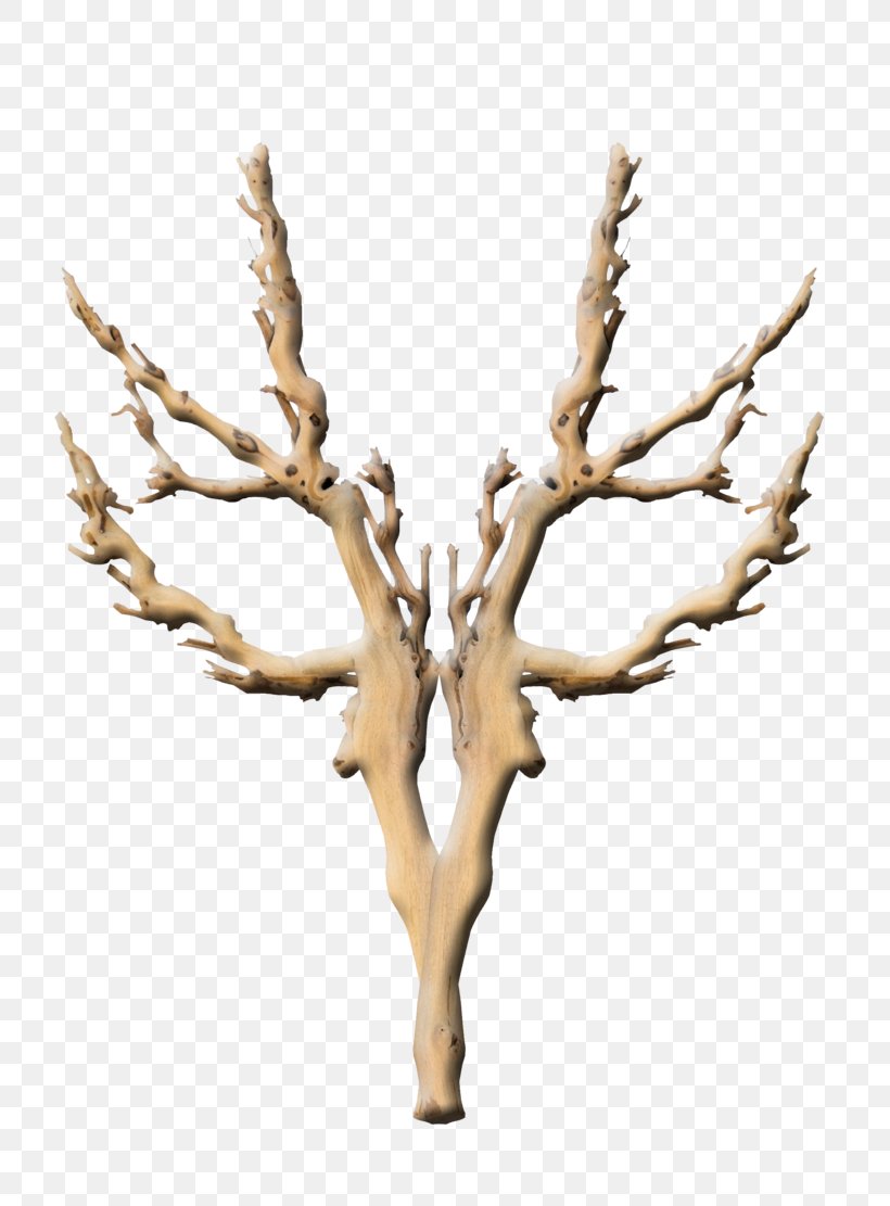 Twig Branch Tree Snag Wood, PNG, 800x1111px, Twig, Branch, Death, Drawing, Plant Download Free