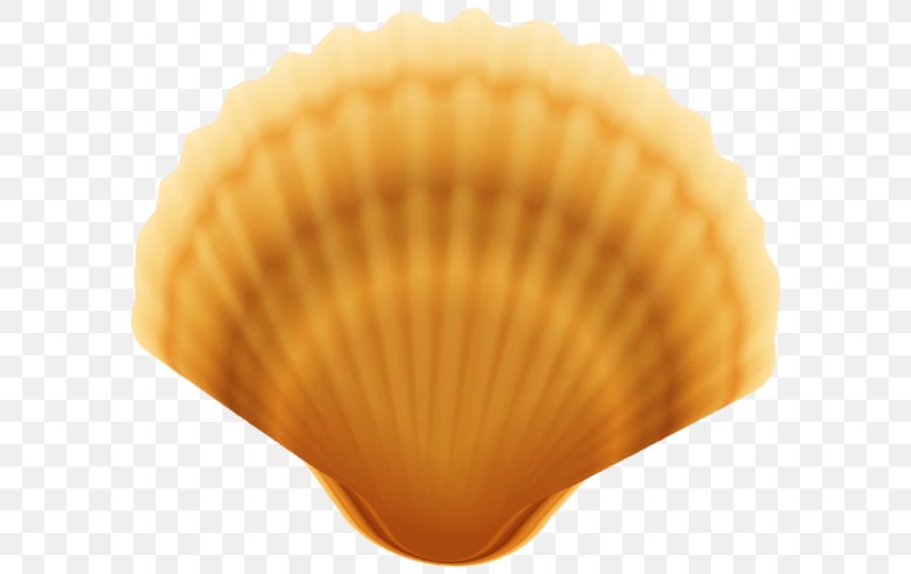 Clam Oyster Seashell Clip Art, PNG, 600x517px, Clam, Clams Oysters Mussels And Scallops, Clamshell, Cockle, Conch Download Free