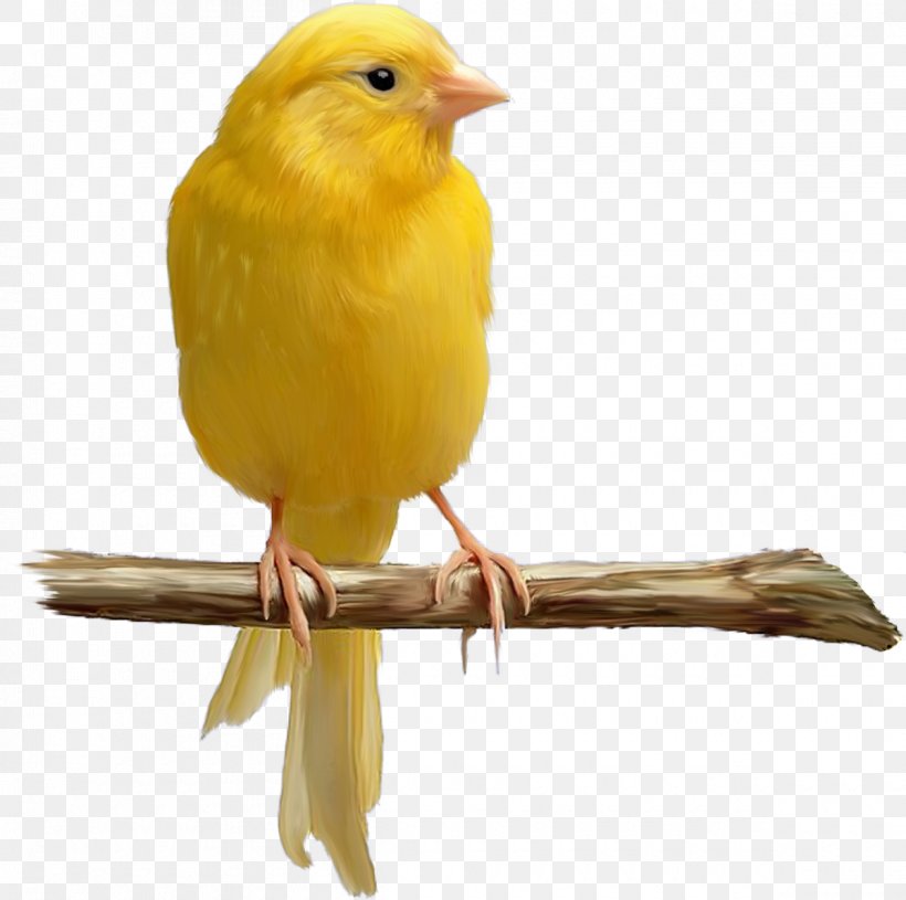 Domestic Canary Bird Yellow Canary Color, PNG, 1200x1194px, Domestic Canary, Animal, Atlantic Canary, Beak, Bird Download Free