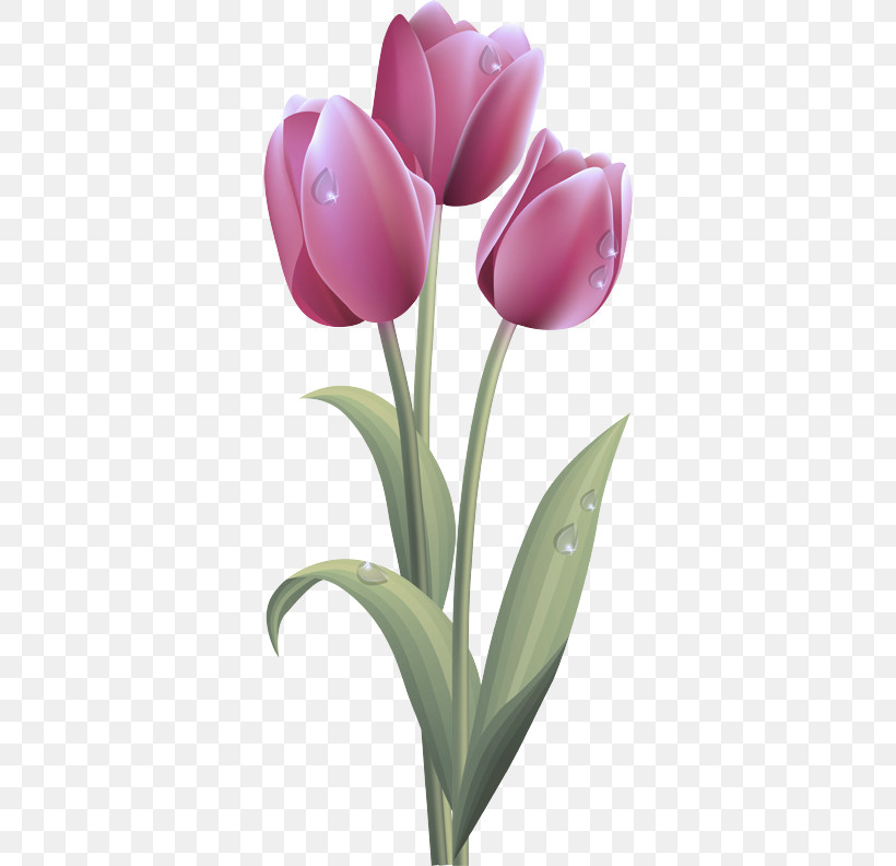 Flower Bouquet, PNG, 340x792px, Tulip, Boat Orchid, Bud, Cut Flowers, Floristry Download Free