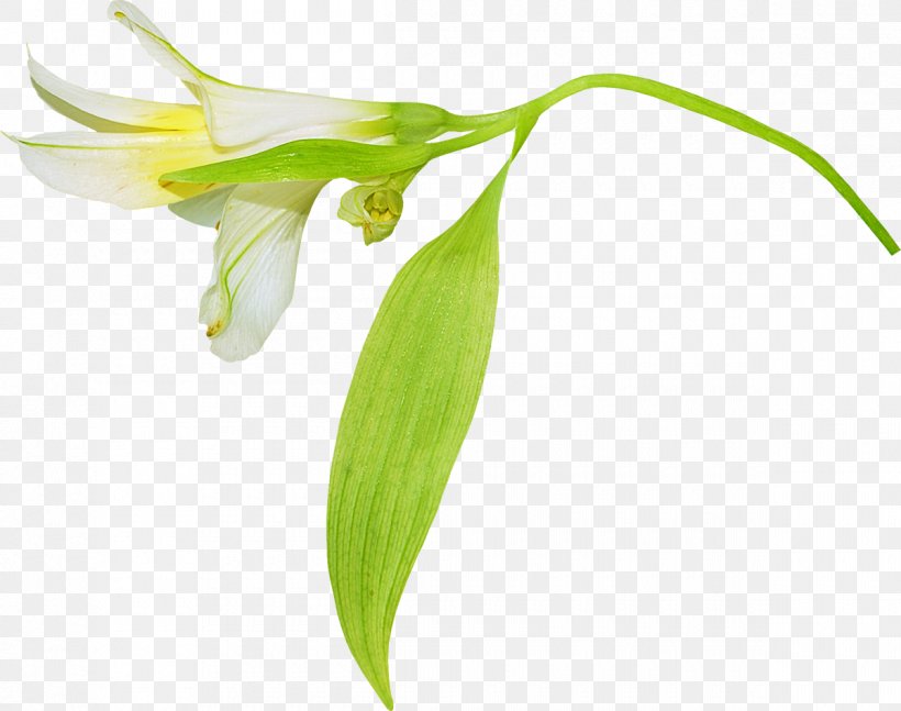 Flower Lilium, PNG, 1200x948px, Flower, Bud, Cut Flowers, Fawn Lily, Flora Download Free