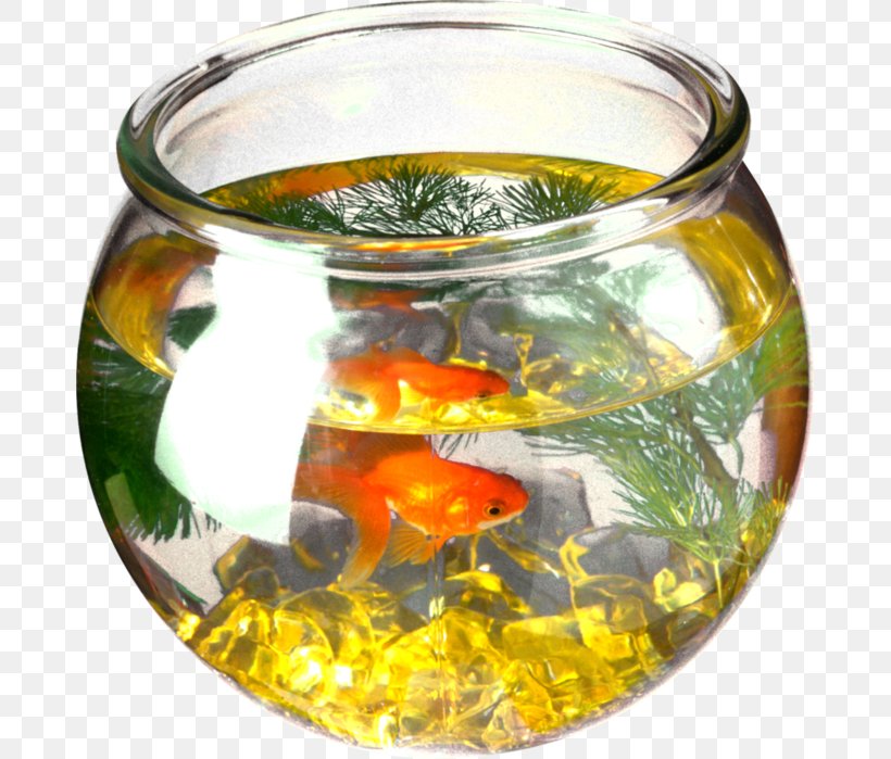 Goldfish, PNG, 679x699px, Goldfish, Aquarium, Archive File, Bony Fish, Depositfiles Download Free