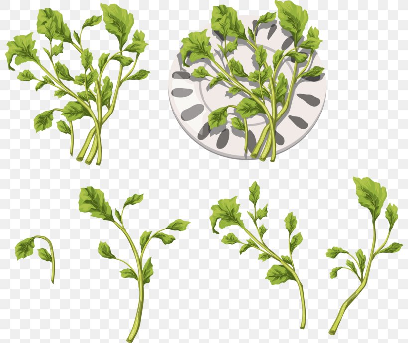 Herb Leaf Vegetable DepositFiles IFolder Clip Art, PNG, 800x689px, Herb, Branch, Condiment, Depositfiles, Garlic Download Free