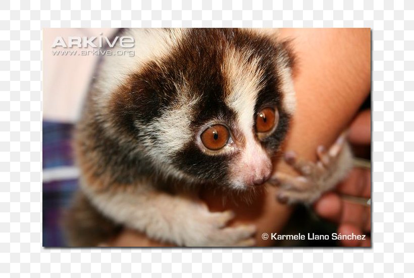 New World Monkeys Lemurs Google Maps Pygmy Slow Loris, PNG, 700x550px, New World Monkeys, Cloud Computing, Fauna, Fur, Google Download Free