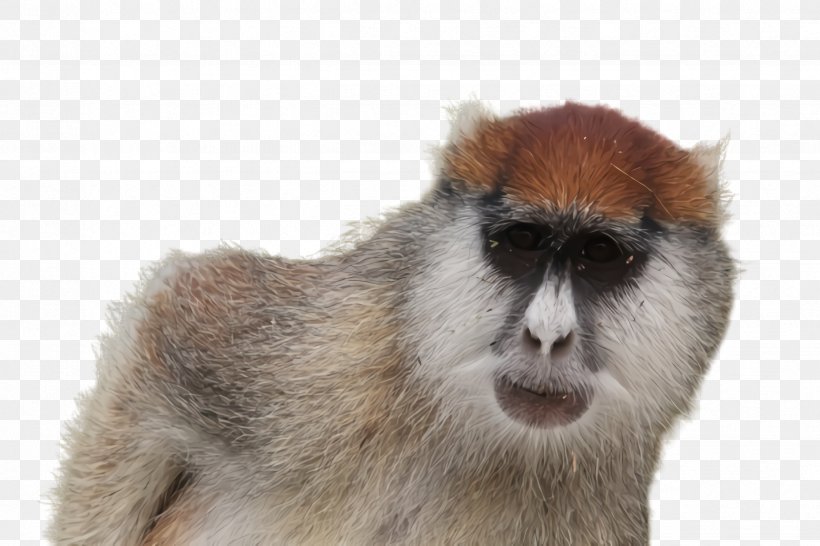 Old World Monkey Patas, PNG, 2448x1632px, Old World Monkey, Patas Download Free