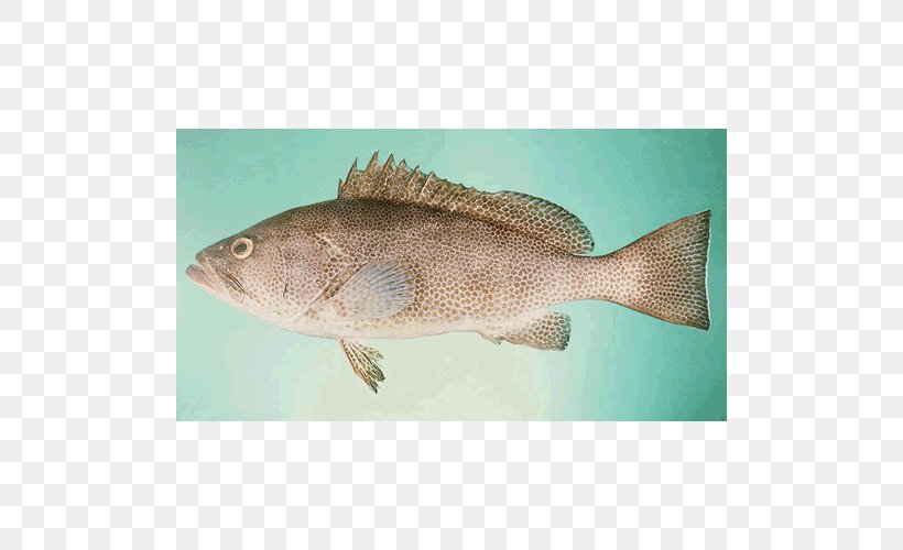 Tilapia Areolate Grouper Orange-spotted Grouper Fish Greasy Grouper, PNG, 500x500px, Tilapia, Banded Grouper, Barramundi, Bass, Cod Download Free