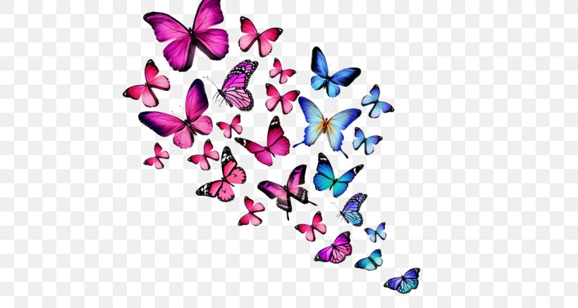 Butterfly Desktop Wallpaper Color White, PNG, 700x437px, Butterfly, Blue, Color, Free, Green Download Free