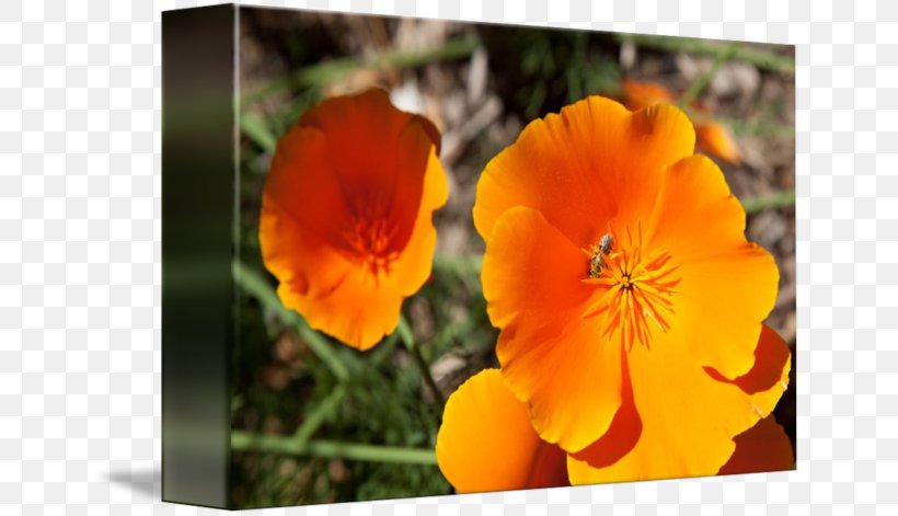 California Poppy Wildflower Annual Plant Violet, PNG, 650x471px, California Poppy, Annual Plant, Eschscholzia, Eschscholzia Californica, Family Download Free