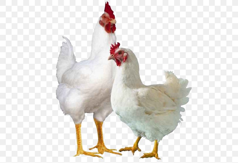 Broiler Chicken Poultry Farming Cornish Game Hen, PNG, 525x562px, Broiler, Beak, Bird, Business, Business Plan Download Free