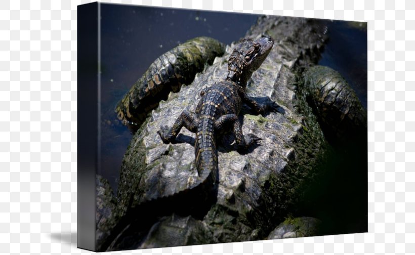 Crocodiles American Alligator Animal Lizard, PNG, 650x504px, Crocodile, Alligator, American Alligator, Animal, Bird Download Free