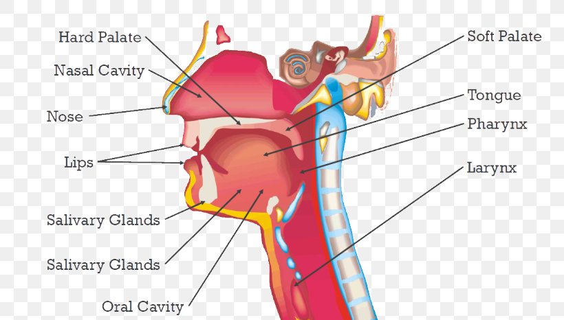 Ear Human Behavior Mouth Organism, PNG, 768x466px, Watercolor, Cartoon, Flower, Frame, Heart Download Free