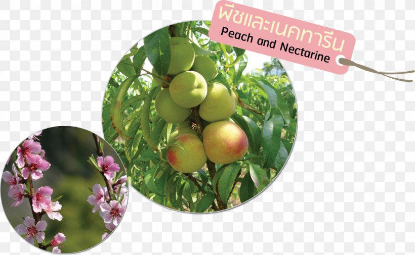 Fruit Vegetable Nectarine สถาบันวิจัยและพัฒนาพื้นที่สูง (องค์การมหาชน) Food, PNG, 1000x616px, Fruit, Food, Local Food, Nectarine, Peach Download Free