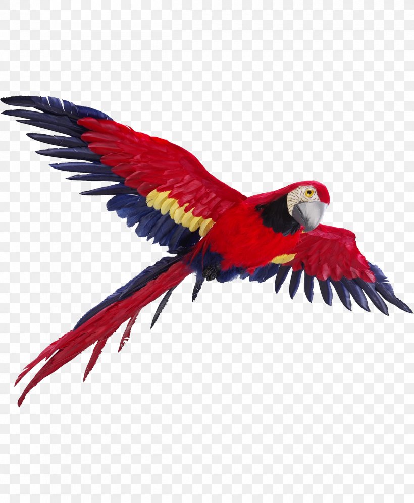 Parrot Flight Bird Macaw, PNG, 1260x1532px, Parrot, Beak, Bird, Blueandyellow Macaw, Fauna Download Free