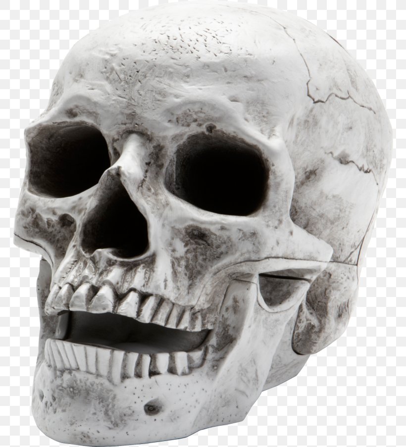 Skull Museum Of Osteology Clip Art, PNG, 768x903px, Skull, Bone, Display Resolution, Head, Human Skeleton Download Free