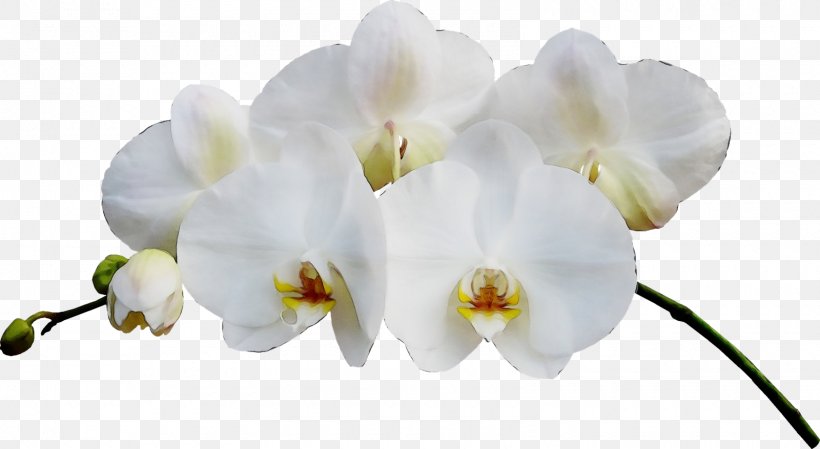 Flower White Moth Orchid Petal Plant, PNG, 1600x877px, Watercolor, Cut Flowers, Flower, Moth Orchid, Orchid Download Free