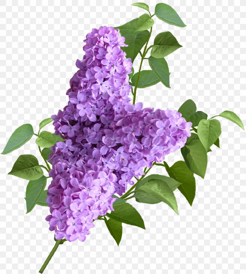 Lavender Shrub Common Lilac, PNG, 1284x1434px, Lavender, Common Lilac, Flower, Flowering Plant, Lilac Download Free