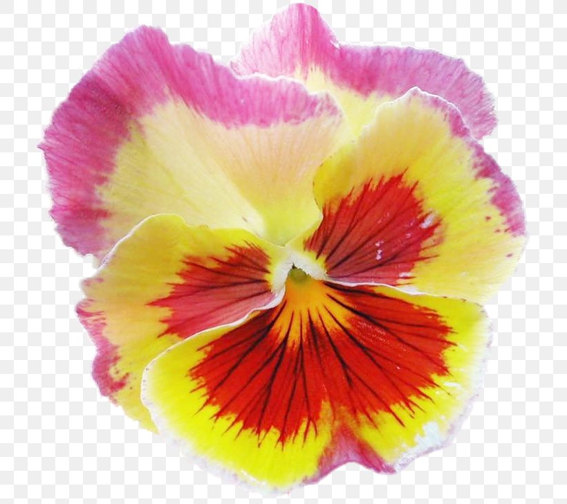 Pansy Annual Plant Herbaceous Plant, PNG, 715x728px, Pansy, Annual Plant, Flower, Flowering Plant, Herbaceous Plant Download Free