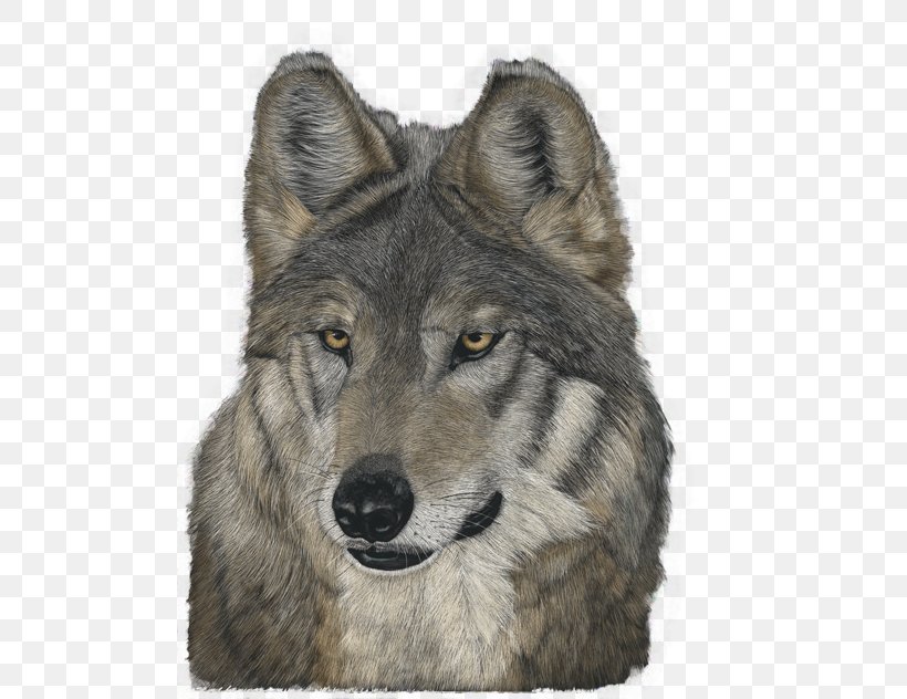 Saarloos Wolfdog Czechoslovakian Wolfdog Tamaskan Dog Kunming Wolfdog Utonagan, PNG, 500x632px, Saarloos Wolfdog, Alaskan Tundra Wolf, Canis, Canis Lupus Tundrarum, Carnivoran Download Free