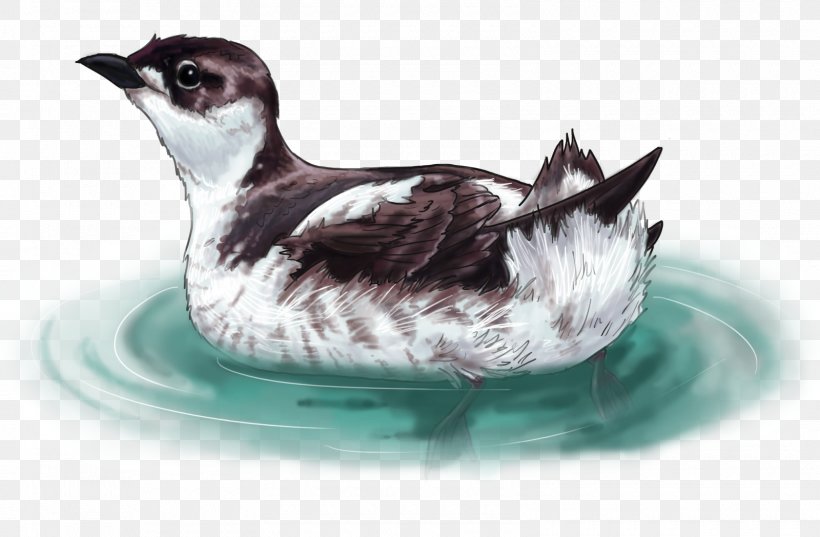 Bird Marbled Murrelet Drawing Ancient Murrelet, PNG, 1600x1048px, Bird, Ancient Murrelet, Animal, Beak, Common Guillemot Download Free