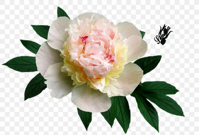 Cabbage Rose Peony Cut Flowers Yandex Яндекс.Фотки, PNG, 850x576px, Cabbage Rose, Author, Cut Flowers, Flower, Flowering Plant Download Free
