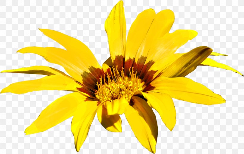 Common Sunflower Chamomile Image File Formats, PNG, 1200x758px, Flower, Chamomile, Chrysanths, Common Sunflower, Cut Flowers Download Free