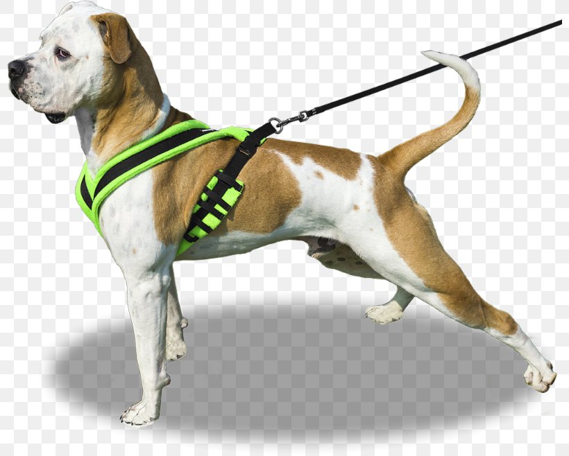 Dog Breed American Bulldog Leash Dog Harness, PNG, 800x658px, Dog Breed, American Bulldog, Breed, Bulldog, Carnivoran Download Free