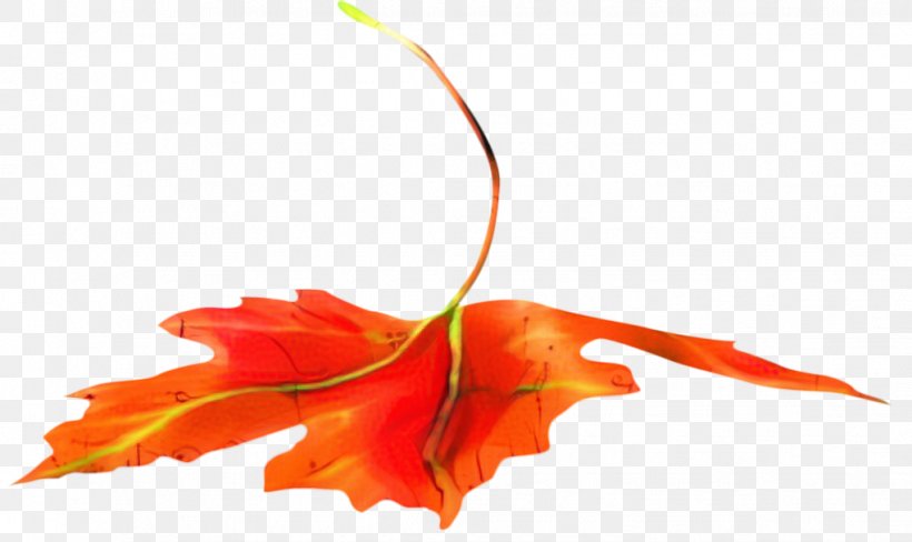 Red Maple Tree, PNG, 1021x608px, Petal, Flower, Leaf, Maple, Maple Leaf Download Free