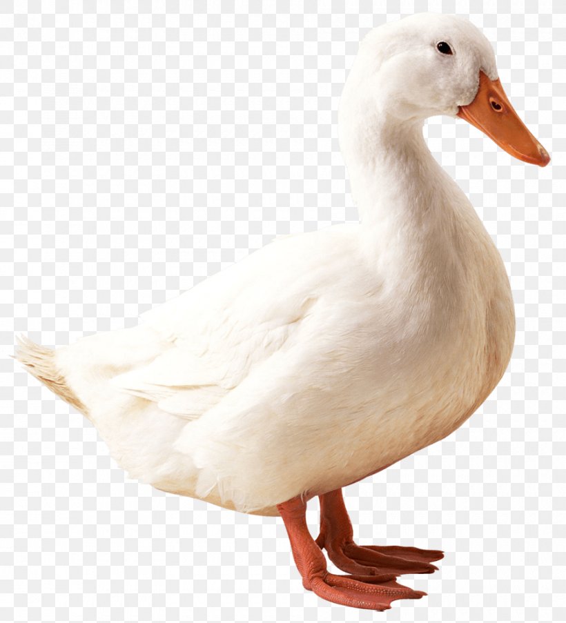 Donald Duck Daisy Duck, PNG, 900x992px, Duck, American Pekin, Beak, Bird, Daisy Duck Download Free