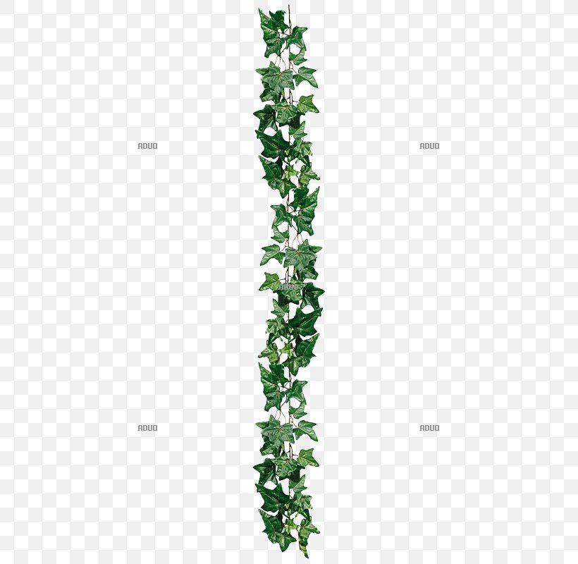 Herb Leaf Plant Stem Tree, PNG, 800x800px, Herb, Flowering Plant, Grass, Ivy, Leaf Download Free