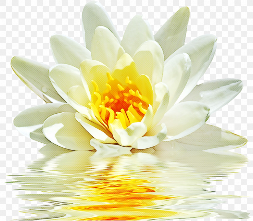 Lotus, PNG, 931x813px, Fragrant White Water Lily, Annual Plant, Aquatic Plant, Closeup, Flower Download Free