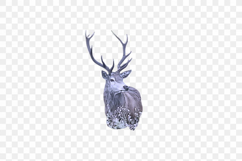 Reindeer, PNG, 2448x1632px, Deer, Elk, Reindeer, Wildlife Download Free