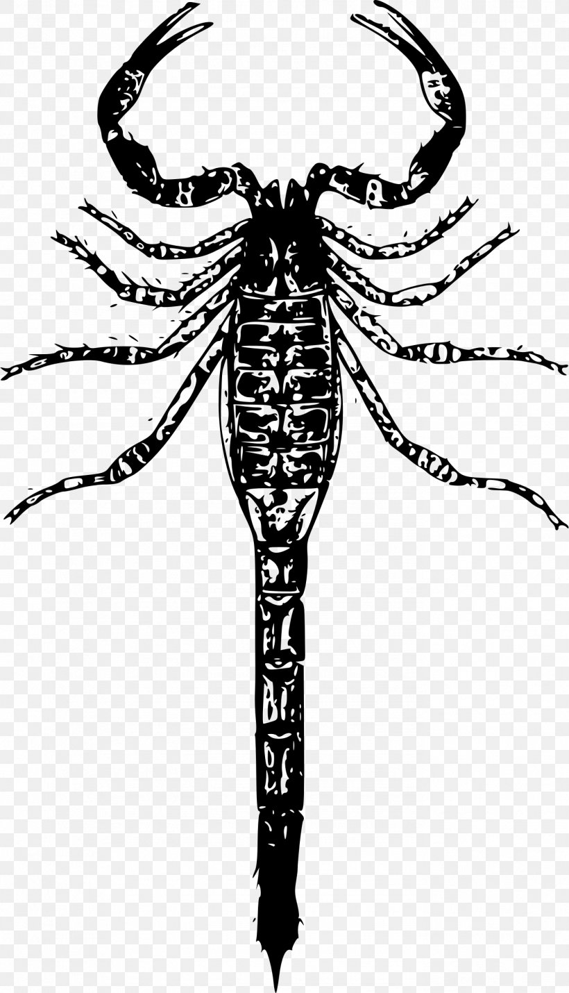 Scorpion T-shirt, PNG, 1376x2400px, Scorpion, Arthropod, Autocad Dxf, Black And White, Insect Download Free