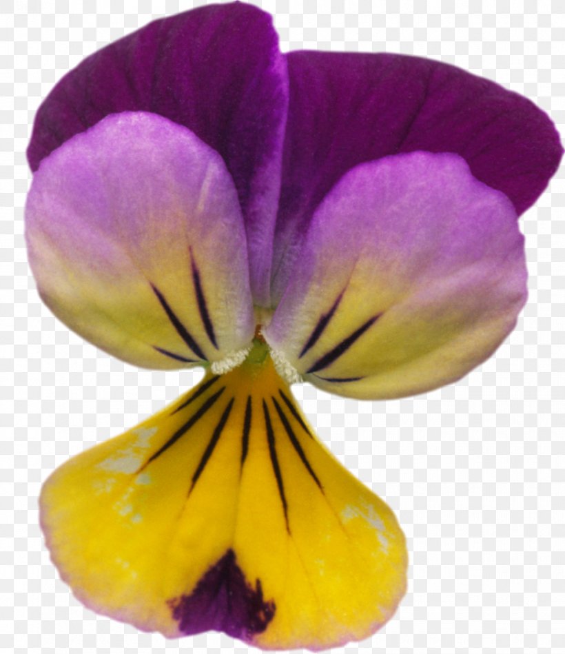 Taken Over Pansy Violet Purple Lilac, PNG, 990x1146px, Taken Over, Flower, Flowering Plant, Lavender, Lilac Download Free