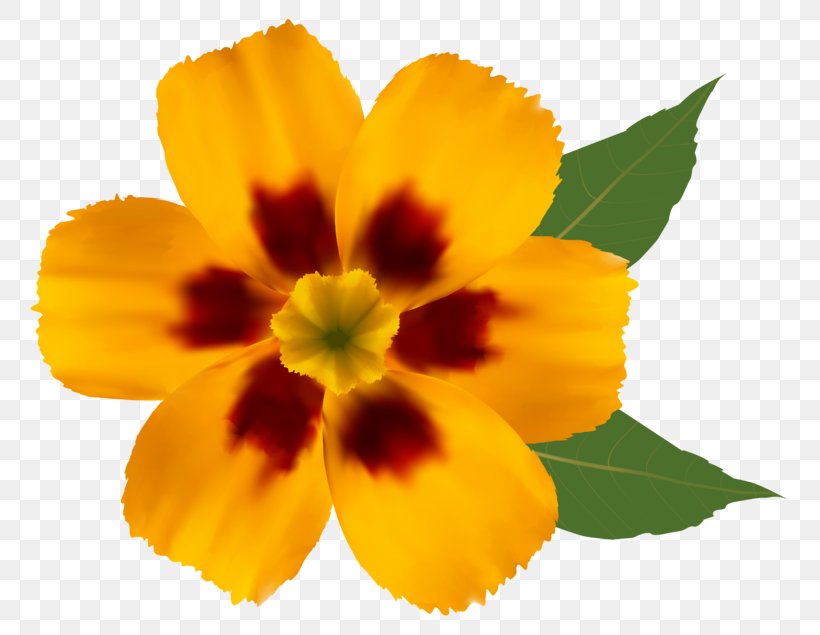 Flower Yellow Clip Art, PNG, 800x635px, Flower, Annual Plant, Blue, Calendula, Color Download Free