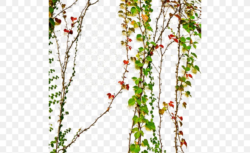 Parthenocissus Tricuspidata Download, PNG, 500x502px, Parthenocissus Tricuspidata, Blossom, Branch, Button, Flora Download Free