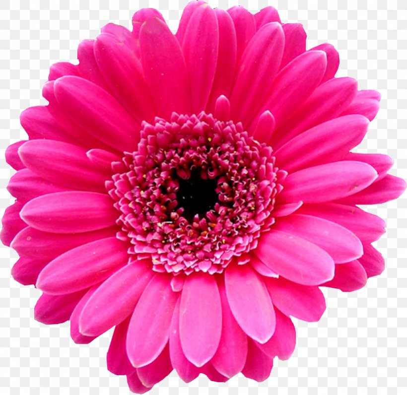 Transvaal Daisy Flower Bouquet Pink Tulip, PNG, 821x797px, Transvaal Daisy, Annual Plant, Aster, Chrysanthemum, Chrysanths Download Free