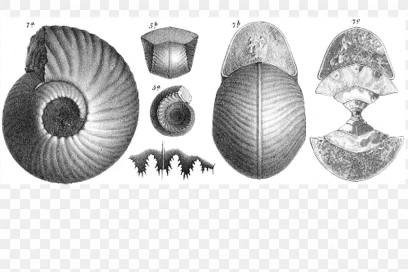 Cockle Nautiluses Conchology White, PNG, 1024x682px, Cockle, Black And White, Conchology, Invertebrate, Monochrome Download Free