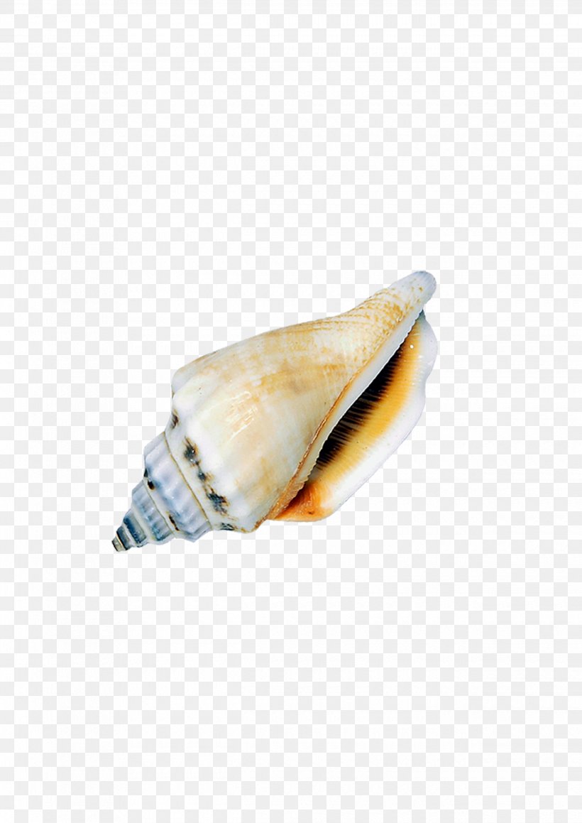 Conch Seashell Icon, PNG, 2480x3508px, Conch, Conchology, Sea Snail, Seashell Download Free