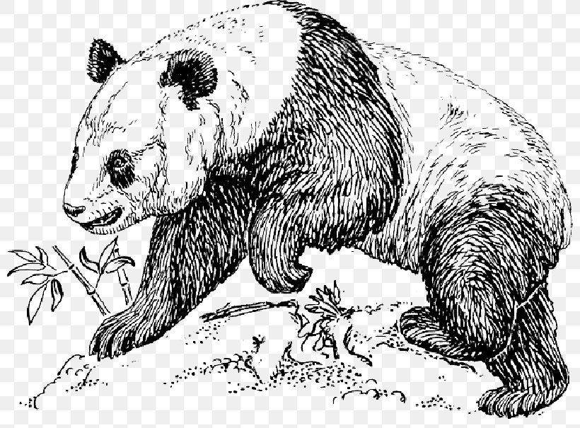 Giant Panda Drawing Endangered Species Bear Clip Art, PNG, 800x605px, Giant Panda, Adaptation, Animal, Animal Figure, Art Download Free
