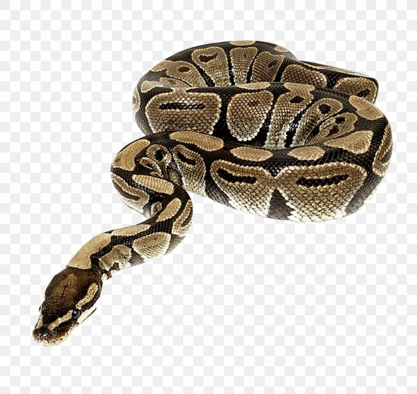 Snake Python Reptile, PNG, 900x851px, Snake, Ball Python, Boa Constrictor, Boas, Cobra Download Free