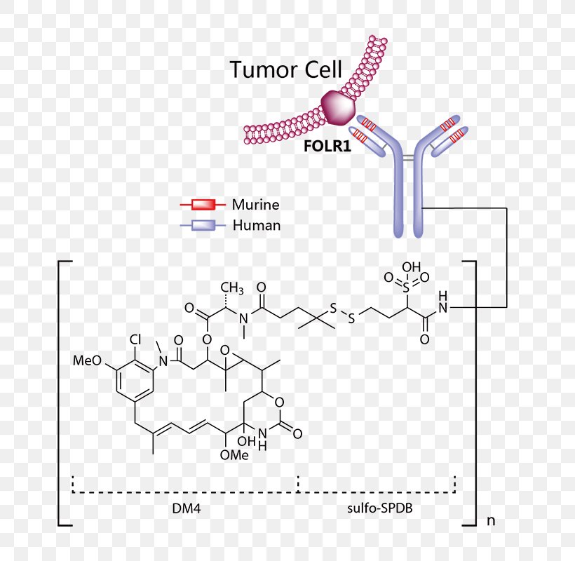 Cancer Acute Lymphoblastic Leukemia Lymphocyte Immunotherapy, PNG, 800x800px, Cancer, Acute Lymphoblastic Leukemia, Antibody, Area, Bone Marrow Download Free