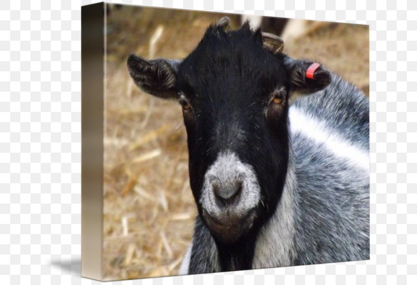 Goat Imagekind Sheep Art Poster, PNG, 650x560px, Goat, Art, Canvas, Cow Goat Family, Goat Antelope Download Free