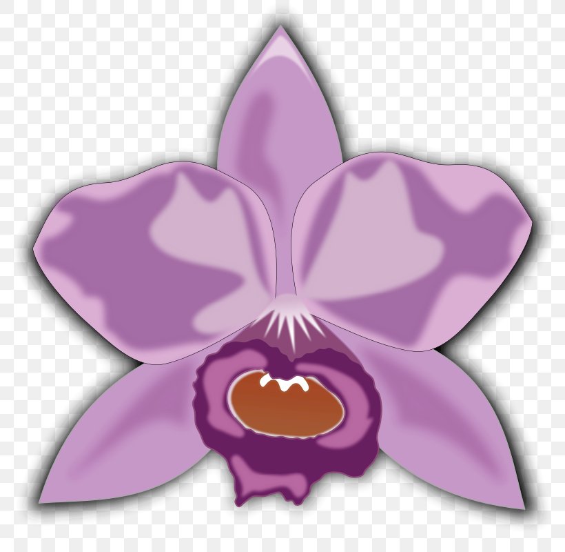Moth Orchids Cattleya Orchids Clip Art, PNG, 800x800px, Moth Orchids, American Orchid Society, Cattleya Orchids, Favicon, Flora Download Free