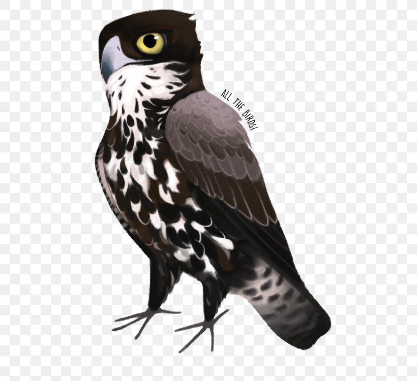 Owl Hawk Eagle Beak Falcon, PNG, 500x750px, Owl, Beak, Bird, Bird Of Prey, Eagle Download Free